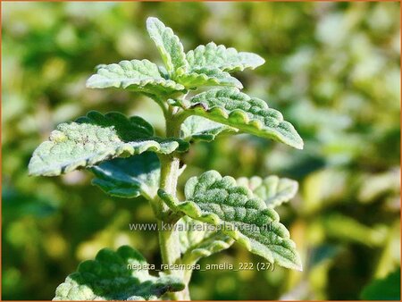 Nepeta racemosa &#39;Amelia&#39;