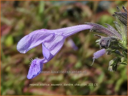 Nepeta sibirica &#39;Souvenir d&#39;Andre Chaudron&#39;