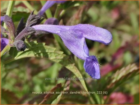 Nepeta sibirica &#39;Souvenir d&#39;Andre Chaudron&#39;
