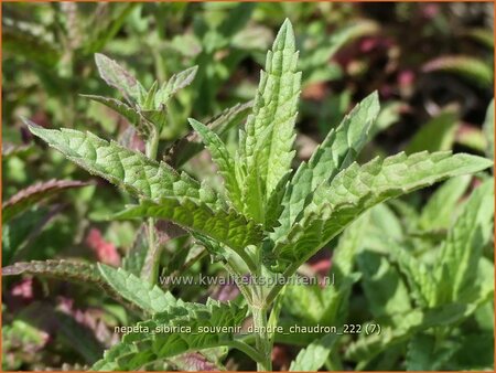 Nepeta sibirica &#39;Souvenir d&#39;Andre Chaudron&#39;