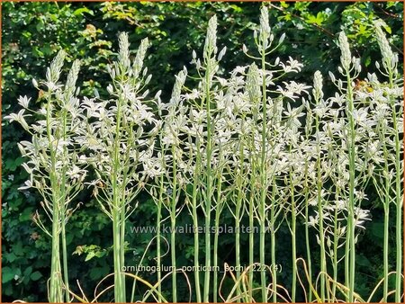 Ornithogalum ponticum 'Sochi'