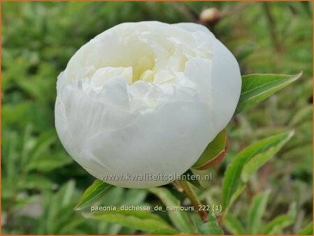 Paeonia &#39;Duchesse de Nemours&#39; (pot 11 cm)