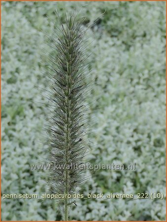 Pennisetum alopecuroides &#39;Black Alvernee&#39;