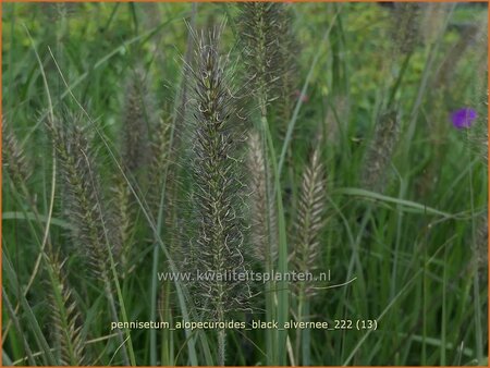 Pennisetum alopecuroides &#39;Black Alvernee&#39;