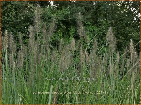 Pennisetum alopecuroides &#39;Black Alvernee&#39;