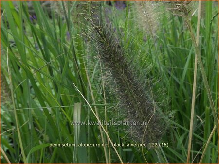 Pennisetum alopecuroides &#39;Black Alvernee&#39;