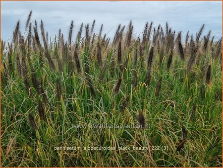 Pennisetum alopecuroides &#39;Black Beauty&#39;