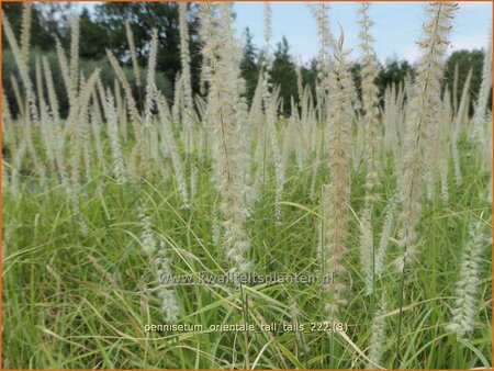 Pennisetum orientale 'Tall Tails'