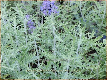 Perovskia atriplicifolia &#39;Blue Jean Baby&#39;