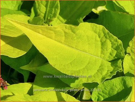 Persicaria amplexicaulis 'Golden Arrow'