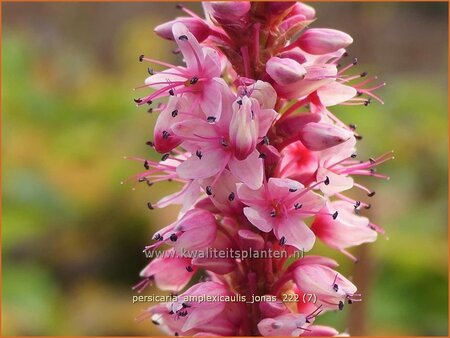 Persicaria amplexicaulis 'Jonas'