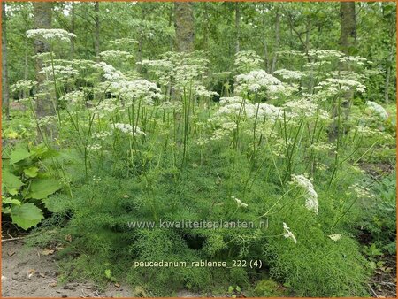 Peucedanum rablense