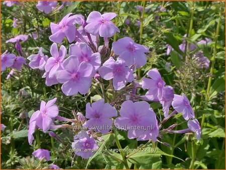 Phlox amplifolia &#39;Augenstern&#39;