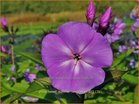 Phlox &#39;Sweet Summer Temptation&#39;