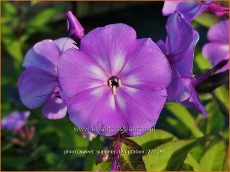 Phlox &#39;Sweet Summer Temptation&#39;