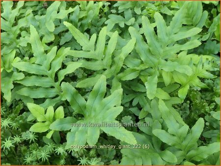 Polypodium &#39;Whitley Giant&#39;