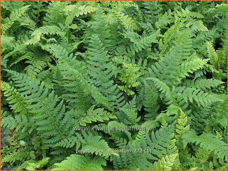 Polystichum aculeatum