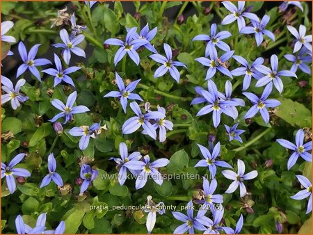 Pratia pedunculata &#39;County Park&#39;