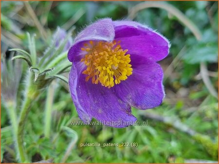 Pulsatilla patens