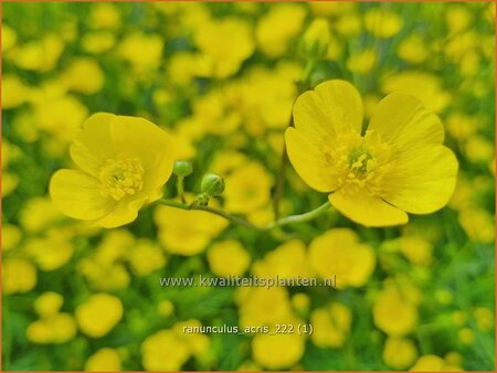 Ranunculus acris