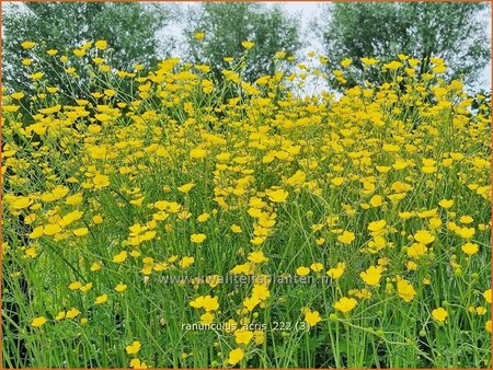 Ranunculus acris