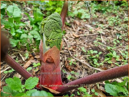 Rheum palmatum tanguticum