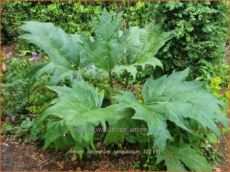 Rheum palmatum tanguticum