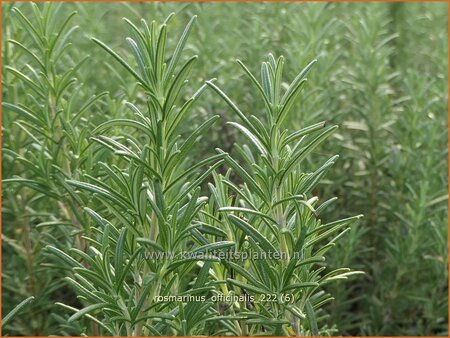 Rosmarinus officinalis