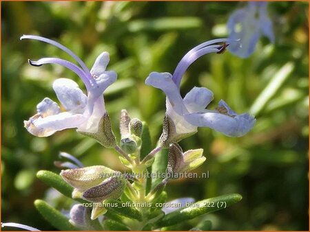 Rosmarinus officinalis 'Corsican Blue'