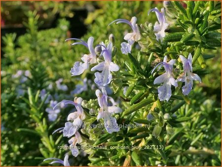 Rosmarinus officinalis &#39;Corsican Blue&#39;
