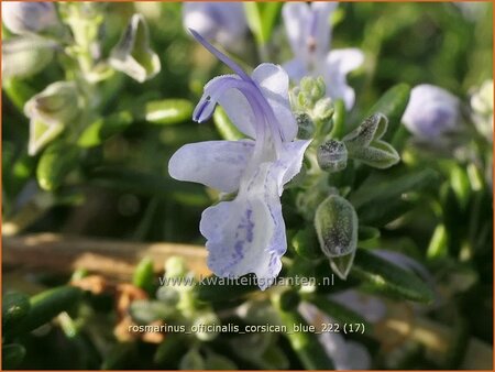 Rosmarinus officinalis &#39;Corsican Blue&#39;