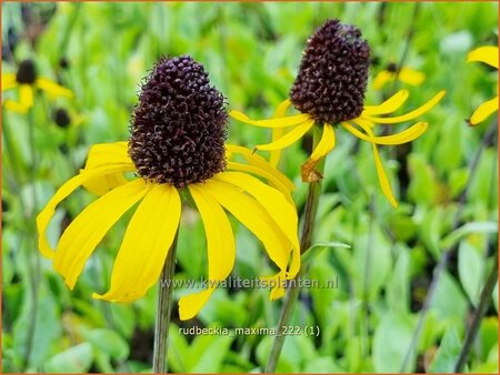 Rudbeckia maxima