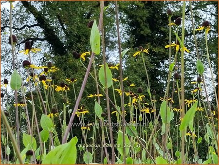 Rudbeckia maxima