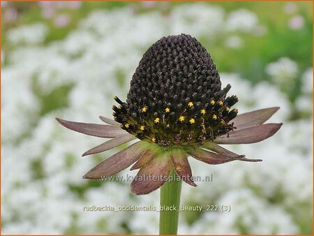 Rudbeckia occidentalis 'Black Beauty'