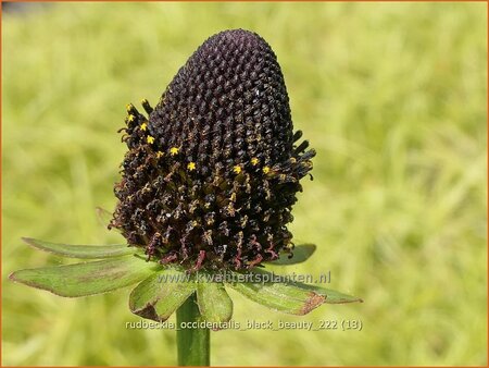 Rudbeckia occidentalis 'Black Beauty'