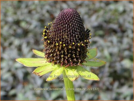 Rudbeckia occidentalis 'Black Beauty'