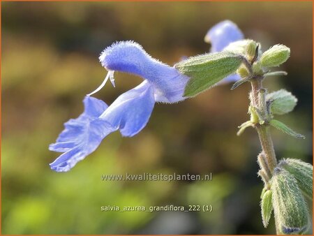 Salvia azurea 'Grandiflora'