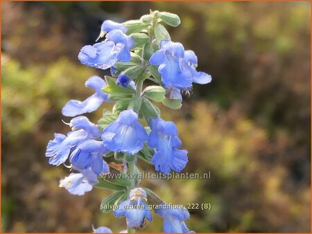 Salvia azurea 'Grandiflora'