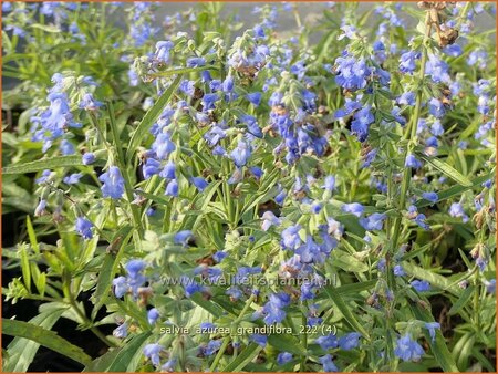 Salvia azurea 'Grandiflora'