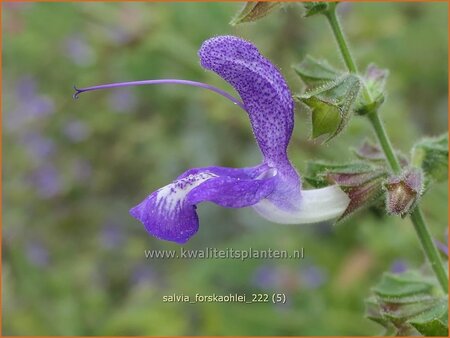 Salvia forskaohlei