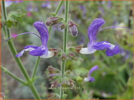 Salvia forskaohlei