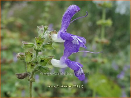 Salvia forskaohlei