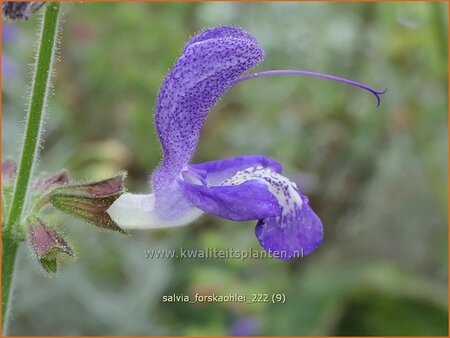 Salvia forskaohlei