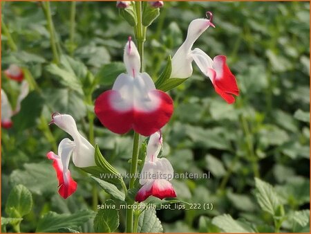 Salvia microphylla &#39;Hot Lips&#39;