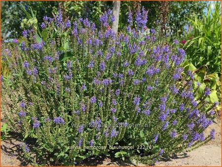 Salvia nemorosa 'Blauhügel'