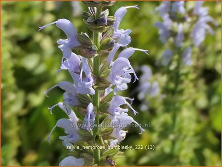 Salvia nemorosa 'Bumblesky'