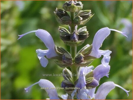 Salvia nemorosa 'Bumblesky'