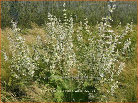 Salvia sclarea 'Vatican White'