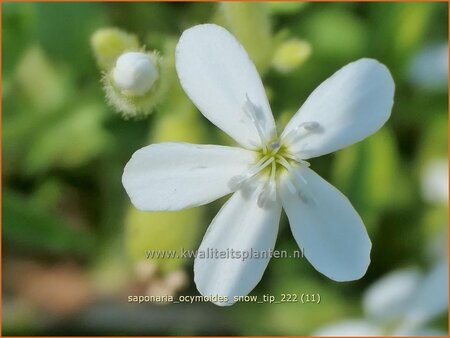Saponaria ocymoides &#39;Snow Tip&#39;