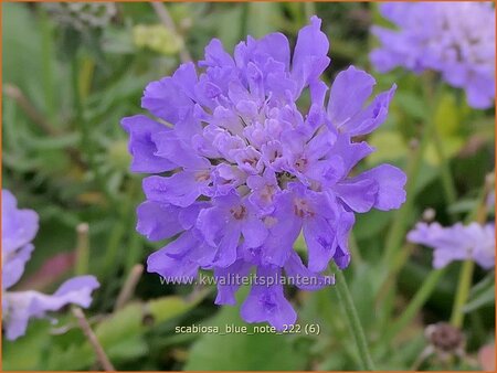 Scabiosa 'Blue Note'